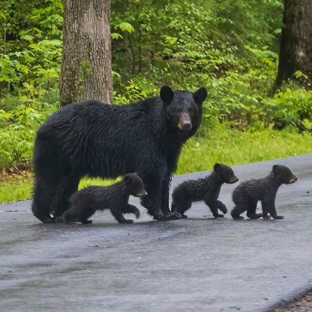 Magical Moments, Hot Tub, Wifi, 1089 Free Tickets Each Paid Day, Dollywood And More Gatlinburg Eksteriør billede